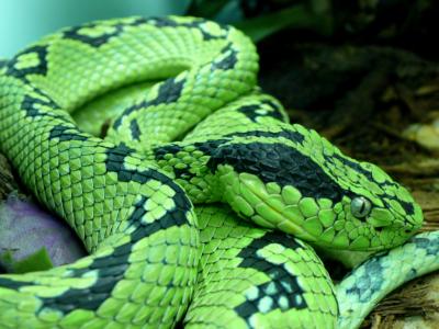 蛇, 黄色斑点棕榈 pitviper, 毒蛇, 有毒, 墨西哥, 危地马拉, 捕食者