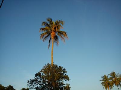 椰子树, 自然, 蓝蓝的天空, 椰子, 树, 天空, 天堂