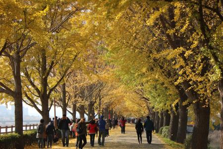 自然, 秋天, 秋天的落叶, 银杏, 旅行, 木材, 道路