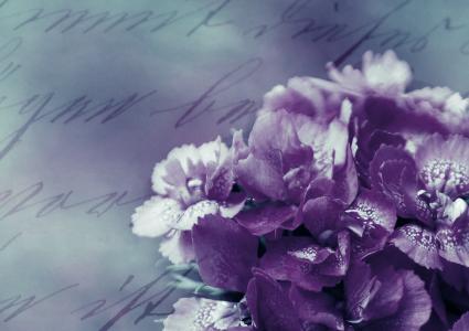 背景图像, 花, 紫色, 浪漫, 自然, 背景