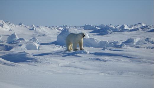 熊, 北极, 景观, 自然, 哺乳动物, 雪, 野生