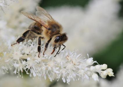 蜜蜂, 昆虫, 宏观, 开花, 绽放, 花粉, 授粉