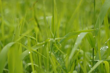 草, 水一滴, 绿色, 滴灌, 自然, 草的, 草甸