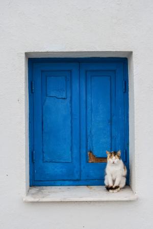 猫, 可爱, 动物, 休息, 基蒂, 窗口, 蓝色