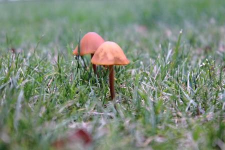 蘑菇, 小蘑菇, 秋天, 蘑菇在草甸, 自然, 植物