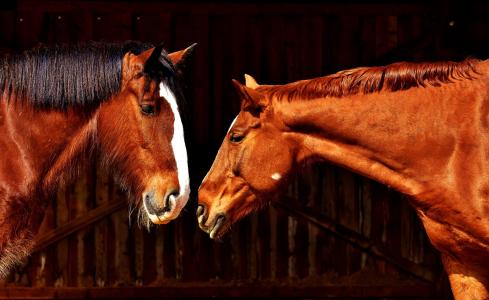 马, 友谊, 马槽枥, 郡马, 动物, 两个, pferdeportrait