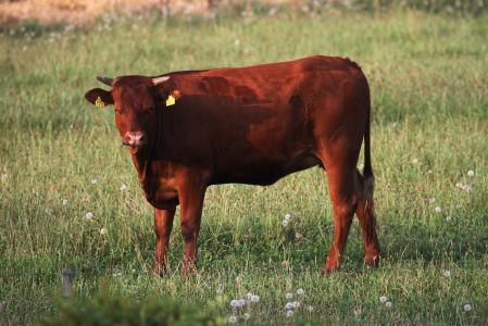 牛肉, 母牛, 动物, 牧场, 牛, 自然, 喇叭