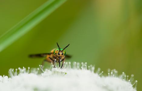 蜜蜂, Chrysops 鸥, 特写, 鹿飞行, 昆虫, 宏观, 自然