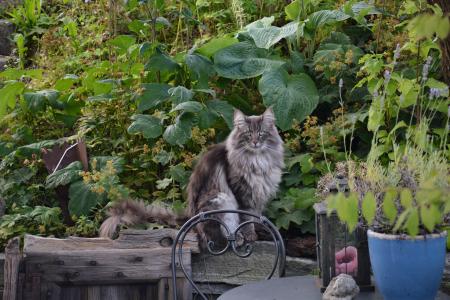 挪威森林猫, 自然, 花园