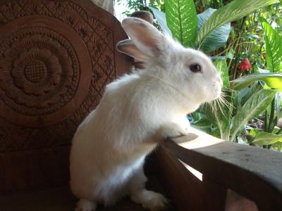 兔子屋, 泰国, 本机, 白色, 红红的眼睛, 白兔子, 花园