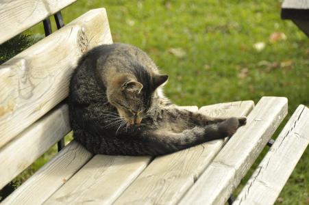 猫, 板凳, 动物, 自然, 舒适的, 休息, 放松