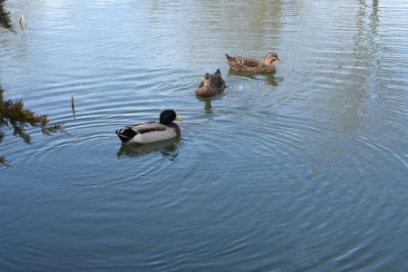 鸭子, 鸟类, 野生动物, 湖, 自然, 野生, 水
