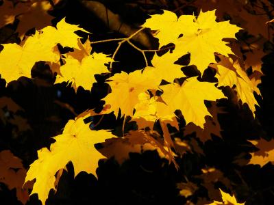 枫树, 黄色, 自然, 秋天, 叶, 秋天, 树