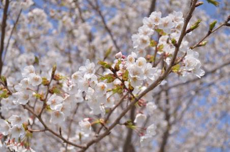 樱桃, 日本, 花, 春天, 景观, 开花植物