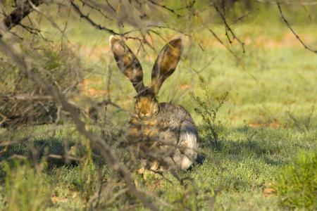 长耳大野兔, 兔子, 听, 仍, 耳朵, 草, 野兔