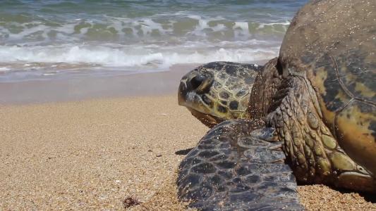 海龟, 夏威夷, 海, 海洋, 爬行动物, 动物, 野生动物