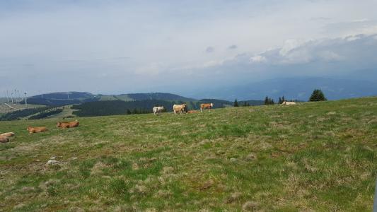 母牛, alm, 自然, 牧场, 牛, 吃草, 高寒草甸