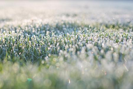 霜在草, 清晨, 弗罗斯特, 早上, 散草, 草, 自然