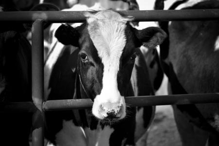母牛, 黑色和白色, 牛, 农场, 奶制品, 白色, 黑色