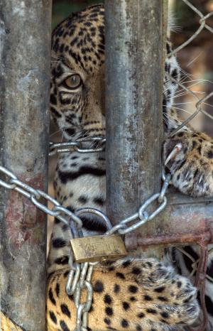 捷豹, 字符串, 监狱, 猫科动物, 笼子里, 动物