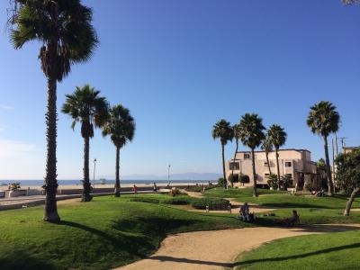 加利福尼亚州, 海滩, 棕榈树, 景观, hermosa 海滩, 洛杉矶, 棕榈树