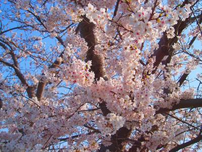 樱桃, 樱花, 春天, 粉色, 花, 自然, 植物