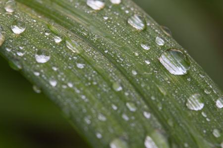 叶子, 雨滴, 花园, 雨后, 绿色的叶子, 只需要加水, 雨滴