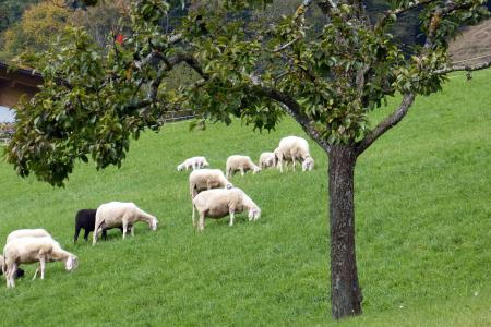 羊, 羊群, 群羊, 吃草, 动物, 牧场, 羊毛