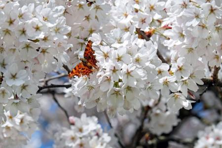 日本的樱花树, 花, 白色, 花树, 春天, 日本樱花, 开花时间
