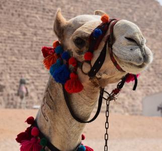 骆驼, 装载, 装饰, 埃及, 动物