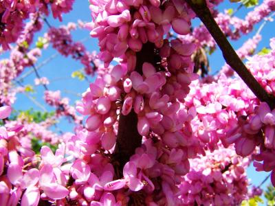 花灌木, 春天, 粉色花