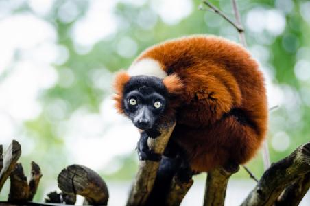 红毛狐猴, 野生动物, 马达加斯加, 自然, 肖像, 栖息, 寻找