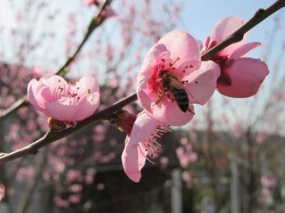 春天, 花, 树, 分公司, 开花, 粉色, 树的树枝