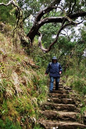 马德拉岛, 高地, 山脉, 首脑会议, levada, 桉树林, 徒步旅行
