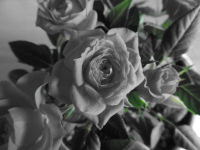上升, 玫瑰绽放, 花, 爱, 束玫瑰花, 生日花束, 黑色和白色