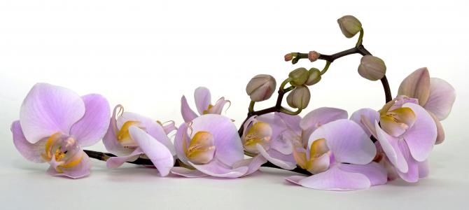 兰花, 花, 开花, 绽放, 花蕾, 热带, 紫罗兰色