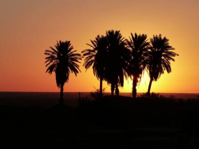 日出, 沙漠, 伊朗, 棕榈树, 绿洲, 天空, 早上