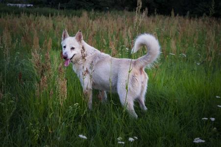 狗, 白色, 草甸