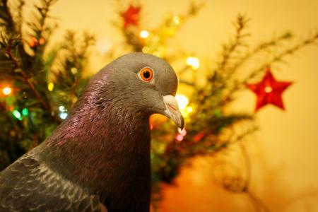 圣诞节, 鸽子, 鸽子, 宠物, 鸟, 动物, 自然