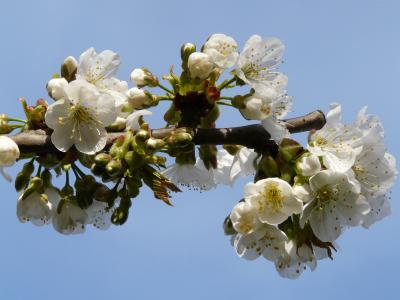 春天, 花, 花蕾, 绽放, 苹果, 快乐