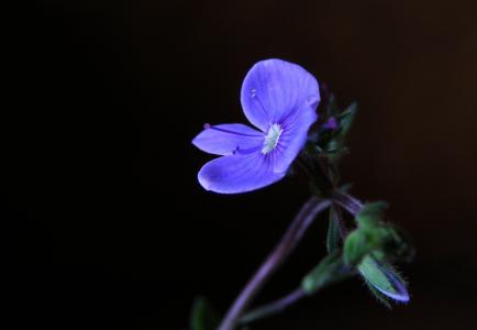 维罗妮卡 chamaedrys, 花, 蓝色, 蚱蜢, 野生, 春天, 黑色背景