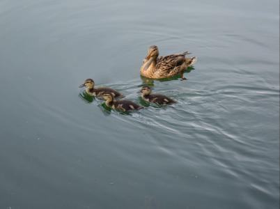小鸭, 小鸡, 绿头鸭, 可爱, 妈妈, 鸭子, 水鸟