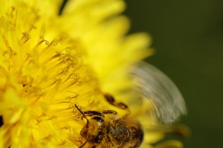 蒲公英, 蜜蜂, 花粉, 觅食, 花, 自然, 植物区系