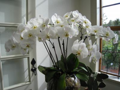 花, orchide, 盆栽的植物, 壶, 橘园, 玻璃窗格, 门
