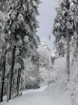 冬天, 雪, 冰, 感冒, 寒冷, 白色, 树