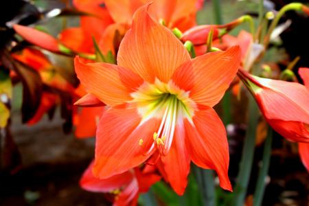 邦加邦加, 橙色, merah, 印度尼西亚, 花, 植物区系, 自然
