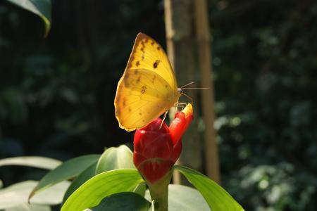 蝴蝶, 黄色, 花, 自然, 春天, 夏季, 昆虫