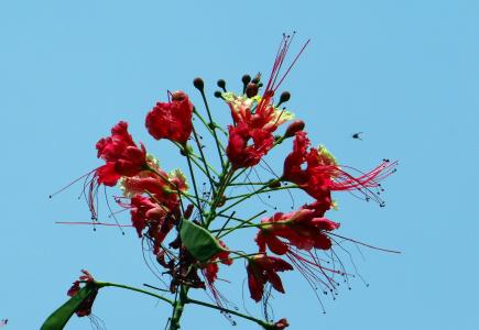 孔雀花, 巴巴多斯的骄傲, 矮凤凰, radhachura, sidhakya, 苏木品红, caesalpiniaceae
