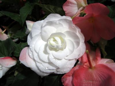 花, 上升, 白色, 露水, 白玫瑰