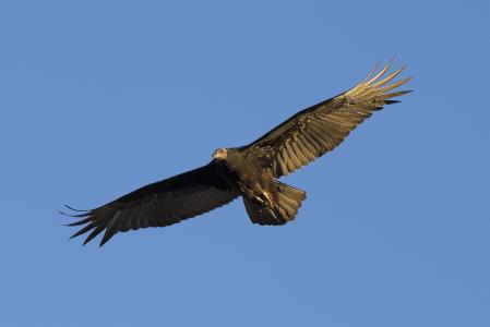 土耳其秃鹫, 鸟, 野生动物, 自然, 飞行, 清道夫, 秃鹰